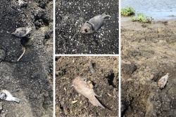 Retenue d’eau de Gaschet, à Port-Louis : mort suspecte de centaines de poissons