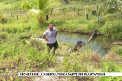 2/3. Irrigation, bassins de rétention, nouvelles variétés : en Guyane, la course contre-la-montre des agriculteurs pour faire face à la sécheresse