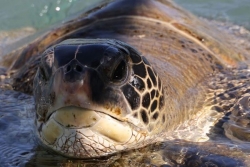 Les conducteurs de bateaux appelés à la vigilance à proximité des tortues en plein accouplement dans les eaux saint-gilloises