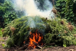 Près d’une demi-tonne de cannabis saisie et détruite par les douanes à Huahine