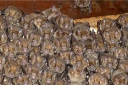 Nuit internationale de la Chauve-Souris : un mammifère mal aimé, pourtant si utile à l’écosystème !