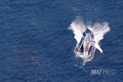 Au Brésil, le retour géant des baleines à bosse