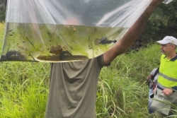 Poissons et crustacés de la rivière Langevin pêchés puis relâchés pour échapper à la sécheresse