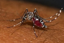 Chikungunya : une circulation toujours active en Guyane