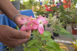 Sécheresse : quelles plantes choisir pour son jardin ?