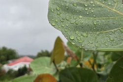 La Guadeloupe toujours en vigilance orange pour fortes pluies et orages, l’onde tropicale n°38 reste sous surveillance