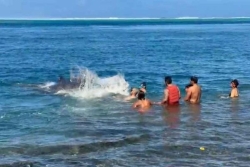 Un baleineau en difficulté dans le lagon de Maraa