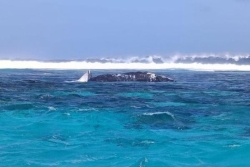 Papara : Une baleine morte échouée dans le lagon de Maraa, les autorités interdisent la baignade jusqu'à nouvel ordre