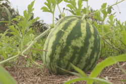 La nouvelle mercuriale cherche le juste prix pour les produits locaux