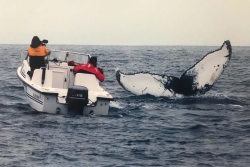 Faune marine, sorties en mer et photographie : Thierry Vogenstahl revient sur ses 20 années passées à Saint-Pierre et Miquelon