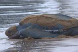 Un bilan positif pour la saison de ponte des tortues marines en Guyane 