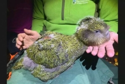 La population de kākāpō atteint un record de 325 individus en Nouvelle-Zélande