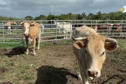Sécheresse et canicules : plus d’un milliard d’euros pour les agriculteurs, les Antilles également concernées