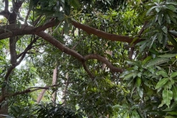 Moorea : une femme tuée par une branche de manguier