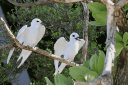 "J'ai l'impression d'alerter sur des choses et que personne n'écoute" : en Polynésie, un biologiste tente de sensibiliser sur la dangereuse extinction des populations d'oiseaux