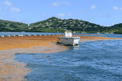 Rencontre entre un conseil Européen et les acteurs de la pêche pour obtenir une aide dans la lutte contre les sargasses