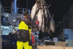 Pêche : les exportations polynésiennes de produits de la mer chutent de 31 % en 2025
