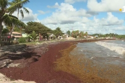 Sargasses : baisse de la valeur des biens immobiliers d’au moins 25% en Guadeloupe et en Martinique