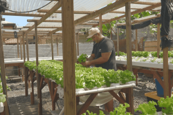 L'hydroponie : une forme de culture hors-sol qui séduit les agriculteurs