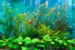 "Après avoir créé l'aquarium, il faut attendre au moins 3 semaines avant de mettre les poissons", fabriquer son propre aquarium, une initiation proposée par une association de passionnés