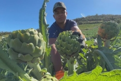 Yanis Mézino, producteur d’artichauts péï à La Réunion depuis 4 générations
