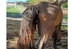 Maltraitance animale : six chevaux en état de dénutrition sévère sauvés à Saint-François