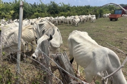 Sécheresse : 10 millions d’euros d’aides débloqués pour les agriculteurs des Antilles