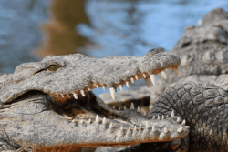JO 2032: L'aviron et le canoë-kayak se dérouleront sur un fleuve australien peuplé de crocodiles