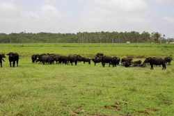 La Société Coopérative des Eleveurs de Bovins de Guyane condamnée pour fraude aux aides agricoles par le parquet européen
