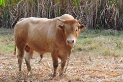 Sainte-Rose : un homme encorné par un boeuf