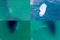 Australie : une baleine à bosse filmée en plein deuil
