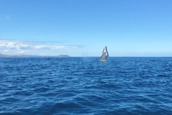 Une saison avec moins d'observations de baleines dans les eaux calédoniennes
