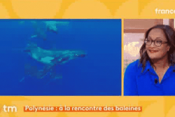 Des baleines moins nombreuses en Polynésie, une saison qui interroge les scientifiques 