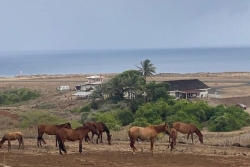 El Niño en Polynésie : de la rivière à la citerne, comment nos îles s’adaptent