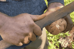 À Hnathalo, la patate douce se cultive et se transmet de génération en génération