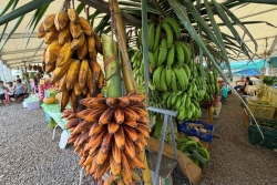 Bananes polynésiennes : tara pu’atoro, pūrō’ini, hua mene … les trésors du fenua à Outumaoro