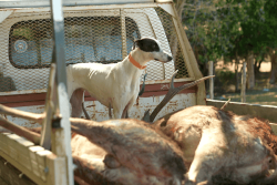 Quand les chiens mènent la chasse de régulation contre les cerfs de Bourail
