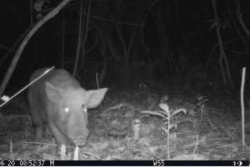 Wallis : environ 200 cochons ensauvagés recensés dans l’est de l’île