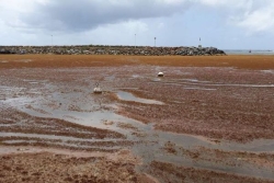 Sargasses : 3 jours de conférence au Mexique pour chercher une réponse commune face à un fléau qui s’installe