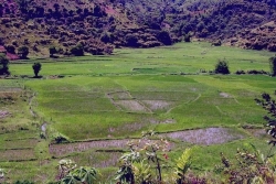 Madagascar : les agriculteurs fabriquent leur biofertilisant pour améliorer le rendement et protéger les cultures