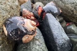 VIDEOS. Saint-Barthélemy : la grande migration des bernard-l'ermite