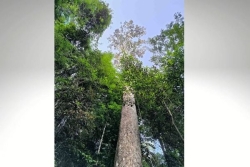 Le plus grand arbre de France est tombé à Saül : « C’était un monument de la commune », regrette la maire, Marie-Hélène Charles