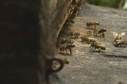 Maladie des abeilles et loque américaine : levée de plusieurs zones règlementées à La Réunion