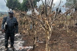 « Tout est parti en fumée » : un producteur de vanille perd 5 000 pieds de vanille dans un incendie à Bouyouni