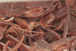 Crabe des neiges : Après l'annonce d'obtention d'une licence exploratoire par un armateur de Saint-Pierre-et-Miquelon, les responsables canadiens réagissent