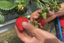 La Fête de la Fraise au Domaine Vidot, c'est ce week-end !