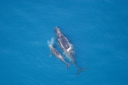 Rescapée de plusieurs siècles de chasse, la baleine noire lutte toujours pour sa survie