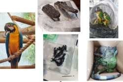 Scorpions, têtes d'alligator à Tahiti et iguanes ligotés en Guyane... les saisies étonnantes de la douane