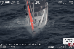 Un yacht coulé par un banc de cachalots dans le Pacifique Sud, les quatre passagers secourus