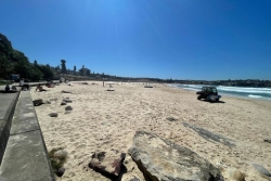 Les physalies envahissent les plages australiennes